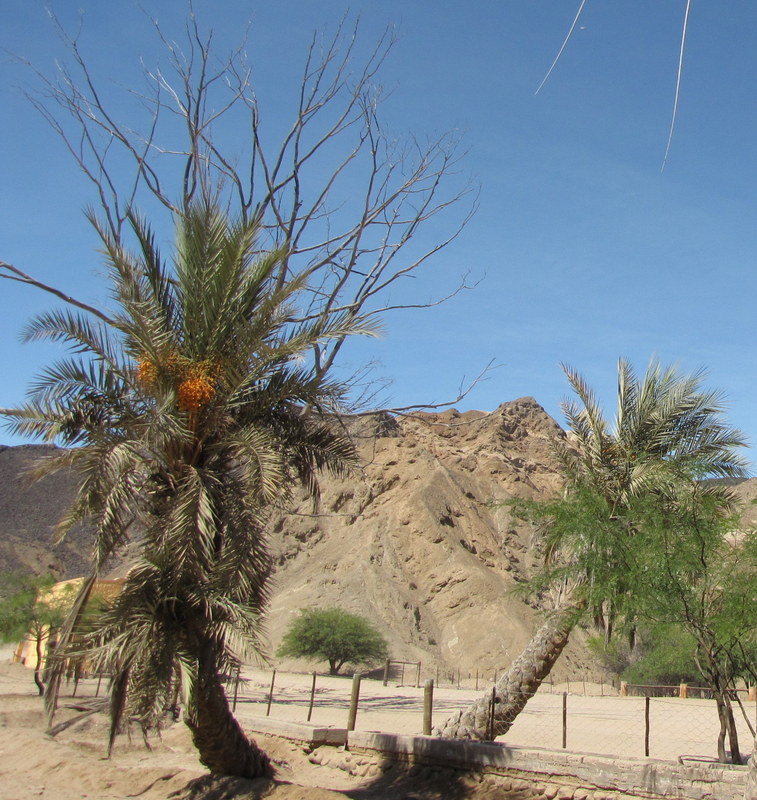 trees in the desert