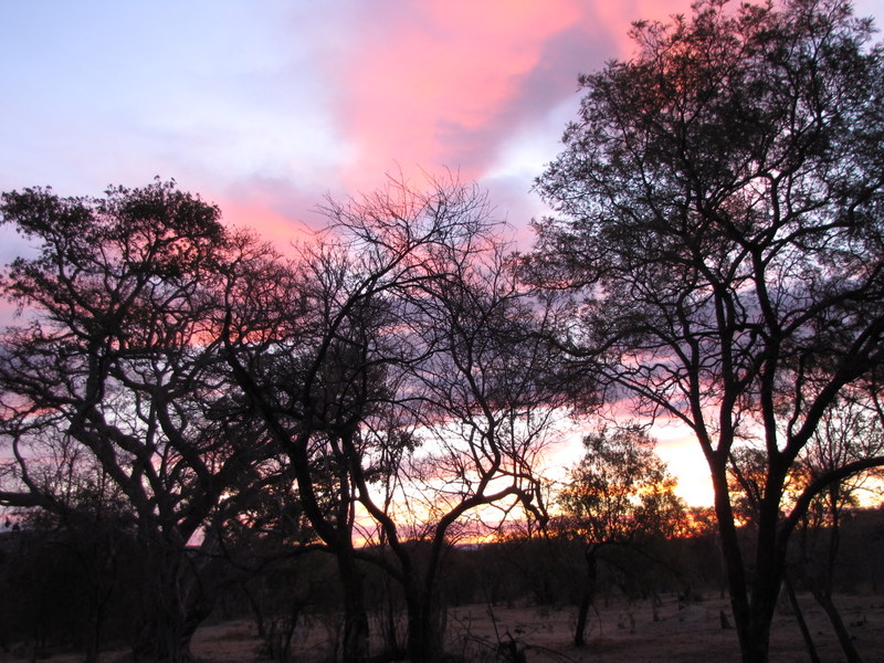 trees against the sunset